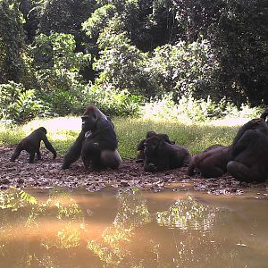 Congo Trail Cam Lowland Gorillas