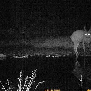 Bongo Congo Trail Cam