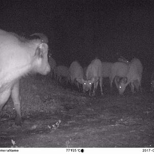 Bongo Congo Trail Cam