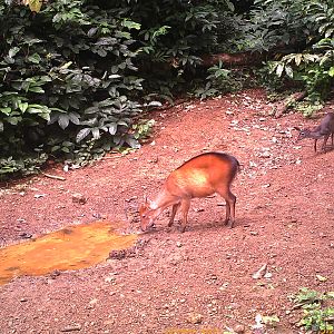 Bay Duiker Congo Trail Cam