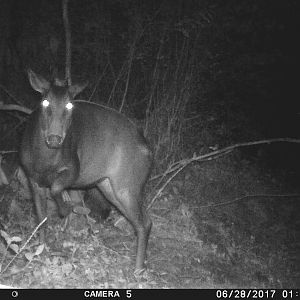 Trail Cam Yellow Backed Duiker Congo