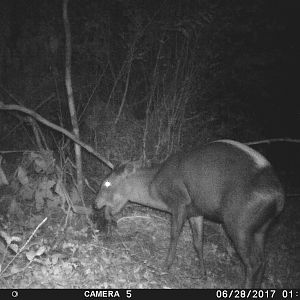 Media 'Trail Cam Yellow Backed Duiker Congo' in category 'Trail Cam'