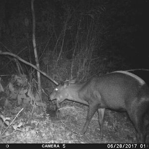 Trail Cam Yellow Backed Duiker Congo