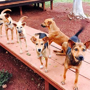 Hunting Dogs Congo