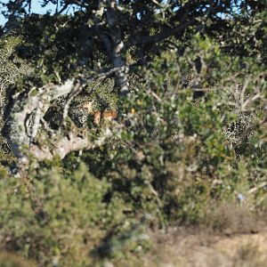 South Africa Impala