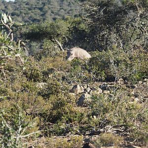 Warthog South Africa