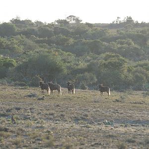 South Africa Black Wildebeest