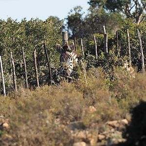 South Africa Burchell's Plain Zebra