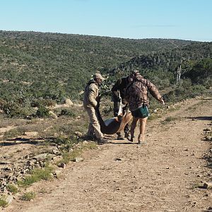 South Africa Blesbok Hunt