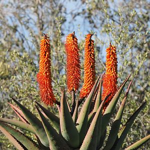 Aloe South Africa Nature