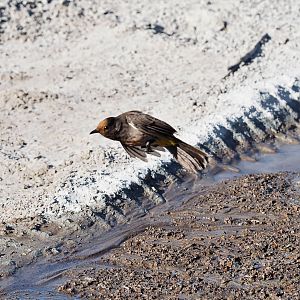 South Africa Birdlife