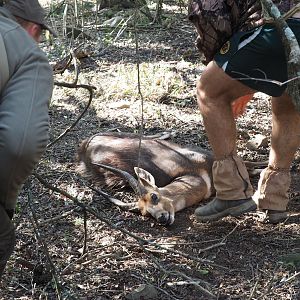 South Africa Hunting Bushbuck