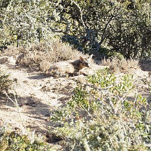 Aardwolf South Africa