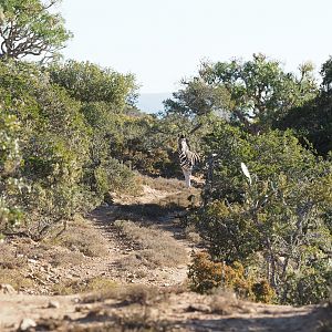 South Africa Burchell's Plain Zebra Hunt