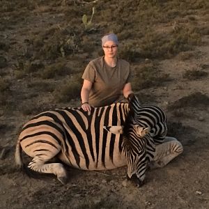 South Africa Burchell's Plain Zebra Hunt