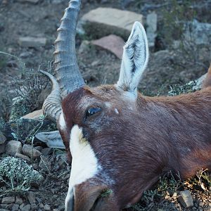 South Africa Blesbok Hunt