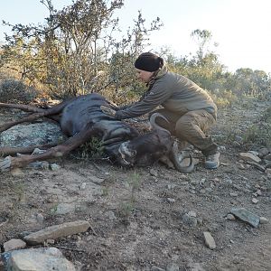 Blue Wildebeest Hunting in South Africa