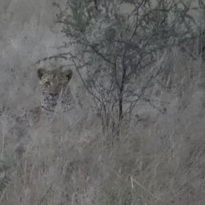 Namibia Leopard