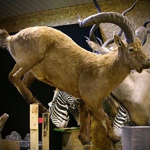 Azerbaijan Dagestan Tur Full Mount Taxidermy