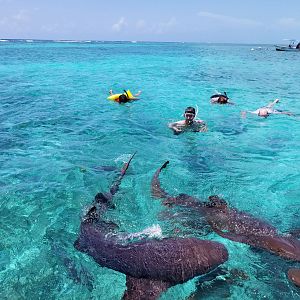 Belize Snorkling