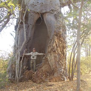 Baobab Tree