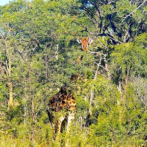 Limpopo South Africa Giraffe