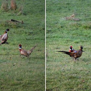 Ample Hunting, NZ