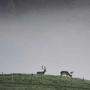 Ample Hunting, NZ