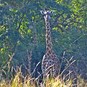 Luangwa Valley Zambia Giraffe