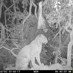 Leopard on bait Namibia