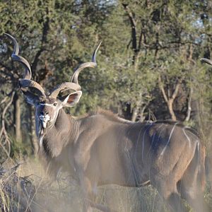 Kudu South Africa