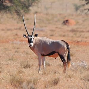 Gemsbok South Africa