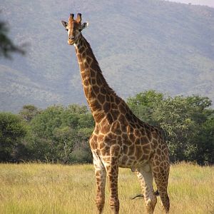 South Africa Giraffe