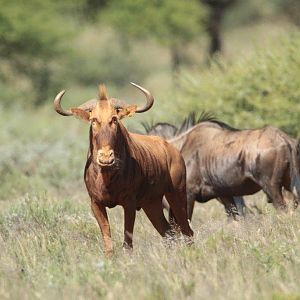 Golden Wildebeest South Africa