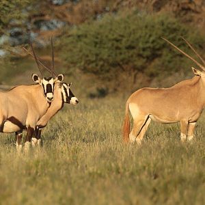 Gemsbok & Golden Gemsbok South Africa