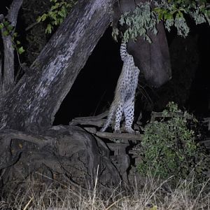 Leopard Hunt