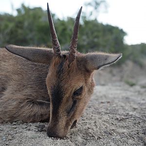 Duiker Hunting South Africa