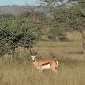 Springbok