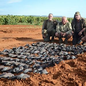 Wing Shooting South Africa Rock Pigeon