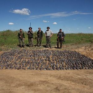 Wing Shooting South Africa Rock Pigeon