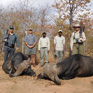 Cape Buffalo Hunt