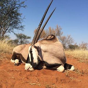 Hunt Gemsbok South Africa