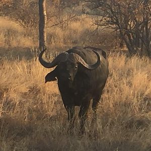 Cape Buffalo South Africa