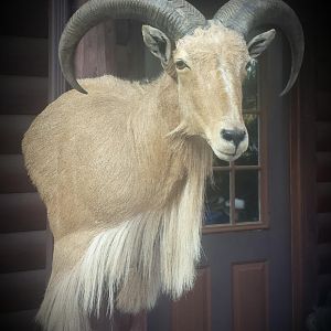 West Texas free range Aoudad