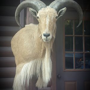 West Texas free range Aoudad