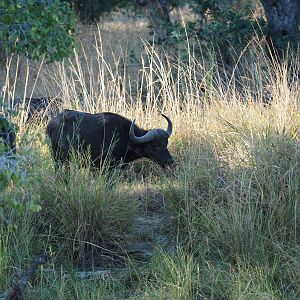 Cape Buffalo Zambia