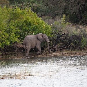 Zambia Elephant