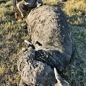 Epic buffalo safari