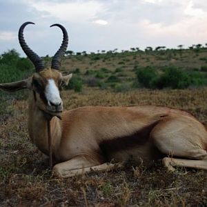 Hunt Copper Springbok South Africa