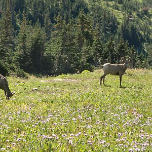 Young Bighorns in Glacier Park